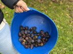 PANIER SOUPLE AGRICOLE 15 LITRES BLEU GRADUE