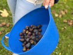 PANIER SOUPLE AGRICOLE 15 LITRES BLEU GRADUE