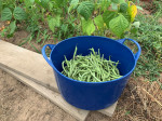 PANIER SOUPLE AGRICOLE 15 LITRES BLEU GRADUE