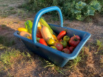 PANIER DE RECOLTE 16 LITRES BLEU AVEC POIGNEE FIXE