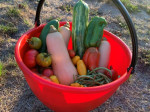 PANIER DE RECOLTE ROND 20 LITRES ROUGE A ANSE RABATTABLE