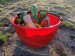 PANIER DE RECOLTE ROND 20 LITRES ROUGE A ANSE RABATTABLE