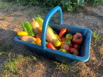 PANIER DE RECOLTE 16 LITRES BLEU AVEC POIGNEE FIXE