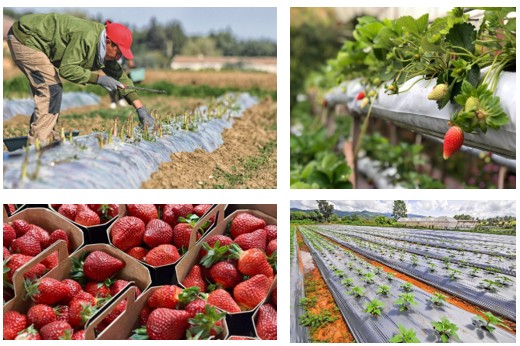 Printemps 2025 : CNTT lance ses contenants plastiques renforcés pour une saison de récolte sous contrôle
