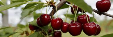 La saison des Cerises approche !