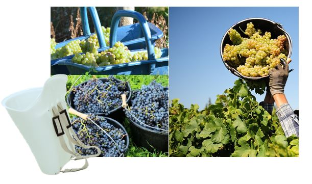 Vendanges 2020